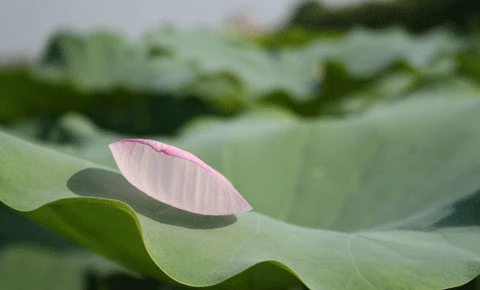 Hồ sen Đình Giàn, Cổ Nhuế đẹp hơn dưới cái nắng cháy da của những ngày tháng sáu. Vươn lên trong ánh nắng hè. Sen Hồ Tây từ lâu đã trở thành chất liệu sáng tác của các nhà nhiếp ảnh. Sen làm mũ đội đầu cho những bạn trẻ có tâm hồn lãng mạn. Những nụ hoa lấp ló sau những lá sen to bản. Lác đác, có những cánh sen rụng về cội. Đài sen là nguồn thu nhập chính của nhiều ngừơi dân trồng sen tại Đình Giàn, Hồ Tây. Hoa sen theo những chiếc xe đạp bình dị xuống phố. Cùng với các loài hoa khác, sen làm từng góc phố Hà Nội thêm màu sắc. Từng bó, từng bó đến tay những người yêu hoa.