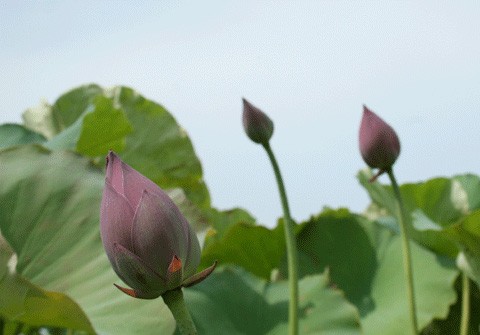 Hồ sen Đình Giàn, Cổ Nhuế đẹp hơn dưới cái nắng cháy da của những ngày tháng sáu. Vươn lên trong ánh nắng hè. Sen Hồ Tây từ lâu đã trở thành chất liệu sáng tác của các nhà nhiếp ảnh. Sen làm mũ đội đầu cho những bạn trẻ có tâm hồn lãng mạn. Những nụ hoa lấp ló sau những lá sen to bản. Lác đác, có những cánh sen rụng về cội. Đài sen là nguồn thu nhập chính của nhiều ngừơi dân trồng sen tại Đình Giàn, Hồ Tây. Hoa sen theo những chiếc xe đạp bình dị xuống phố. Cùng với các loài hoa khác, sen làm từng góc phố Hà Nội thêm màu sắc. Từng bó, từng bó đến tay những người yêu hoa.