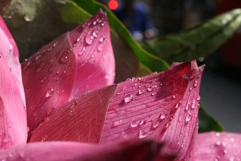 Hồ sen Đình Giàn, Cổ Nhuế đẹp hơn dưới cái nắng cháy da của những ngày tháng sáu. Vươn lên trong ánh nắng hè. Sen Hồ Tây từ lâu đã trở thành chất liệu sáng tác của các nhà nhiếp ảnh. Sen làm mũ đội đầu cho những bạn trẻ có tâm hồn lãng mạn. Những nụ hoa lấp ló sau những lá sen to bản. Lác đác, có những cánh sen rụng về cội. Đài sen là nguồn thu nhập chính của nhiều ngừơi dân trồng sen tại Đình Giàn, Hồ Tây. Hoa sen theo những chiếc xe đạp bình dị xuống phố. Cùng với các loài hoa khác, sen làm từng góc phố Hà Nội thêm màu sắc. Từng bó, từng bó đến tay những người yêu hoa.