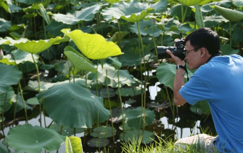 Hồ sen Đình Giàn, Cổ Nhuế đẹp hơn dưới cái nắng cháy da của những ngày tháng sáu. Vươn lên trong ánh nắng hè. Sen Hồ Tây từ lâu đã trở thành chất liệu sáng tác của các nhà nhiếp ảnh. Sen làm mũ đội đầu cho những bạn trẻ có tâm hồn lãng mạn. Những nụ hoa lấp ló sau những lá sen to bản. Lác đác, có những cánh sen rụng về cội. Đài sen là nguồn thu nhập chính của nhiều ngừơi dân trồng sen tại Đình Giàn, Hồ Tây. Hoa sen theo những chiếc xe đạp bình dị xuống phố. Cùng với các loài hoa khác, sen làm từng góc phố Hà Nội thêm màu sắc. Từng bó, từng bó đến tay những người yêu hoa.