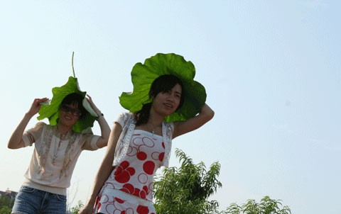 Hồ sen Đình Giàn, Cổ Nhuế đẹp hơn dưới cái nắng cháy da của những ngày tháng sáu. Vươn lên trong ánh nắng hè. Sen Hồ Tây từ lâu đã trở thành chất liệu sáng tác của các nhà nhiếp ảnh. Sen làm mũ đội đầu cho những bạn trẻ có tâm hồn lãng mạn. Những nụ hoa lấp ló sau những lá sen to bản. Lác đác, có những cánh sen rụng về cội. Đài sen là nguồn thu nhập chính của nhiều ngừơi dân trồng sen tại Đình Giàn, Hồ Tây. Hoa sen theo những chiếc xe đạp bình dị xuống phố. Cùng với các loài hoa khác, sen làm từng góc phố Hà Nội thêm màu sắc. Từng bó, từng bó đến tay những người yêu hoa.