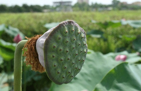 Hồ sen Đình Giàn, Cổ Nhuế đẹp hơn dưới cái nắng cháy da của những ngày tháng sáu. Vươn lên trong ánh nắng hè. Sen Hồ Tây từ lâu đã trở thành chất liệu sáng tác của các nhà nhiếp ảnh. Sen làm mũ đội đầu cho những bạn trẻ có tâm hồn lãng mạn. Những nụ hoa lấp ló sau những lá sen to bản. Lác đác, có những cánh sen rụng về cội. Đài sen là nguồn thu nhập chính của nhiều ngừơi dân trồng sen tại Đình Giàn, Hồ Tây. Hoa sen theo những chiếc xe đạp bình dị xuống phố. Cùng với các loài hoa khác, sen làm từng góc phố Hà Nội thêm màu sắc. Từng bó, từng bó đến tay những người yêu hoa.