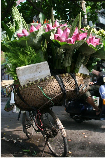 Sen tháng 6 ảnh 9