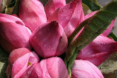 Hồ sen Đình Giàn, Cổ Nhuế đẹp hơn dưới cái nắng cháy da của những ngày tháng sáu. Vươn lên trong ánh nắng hè. Sen Hồ Tây từ lâu đã trở thành chất liệu sáng tác của các nhà nhiếp ảnh. Sen làm mũ đội đầu cho những bạn trẻ có tâm hồn lãng mạn. Những nụ hoa lấp ló sau những lá sen to bản. Lác đác, có những cánh sen rụng về cội. Đài sen là nguồn thu nhập chính của nhiều ngừơi dân trồng sen tại Đình Giàn, Hồ Tây. Hoa sen theo những chiếc xe đạp bình dị xuống phố. Cùng với các loài hoa khác, sen làm từng góc phố Hà Nội thêm màu sắc. Từng bó, từng bó đến tay những người yêu hoa.