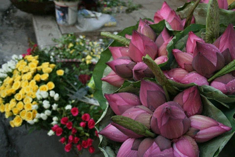 Hồ sen Đình Giàn, Cổ Nhuế đẹp hơn dưới cái nắng cháy da của những ngày tháng sáu. Vươn lên trong ánh nắng hè. Sen Hồ Tây từ lâu đã trở thành chất liệu sáng tác của các nhà nhiếp ảnh. Sen làm mũ đội đầu cho những bạn trẻ có tâm hồn lãng mạn. Những nụ hoa lấp ló sau những lá sen to bản. Lác đác, có những cánh sen rụng về cội. Đài sen là nguồn thu nhập chính của nhiều ngừơi dân trồng sen tại Đình Giàn, Hồ Tây. Hoa sen theo những chiếc xe đạp bình dị xuống phố. Cùng với các loài hoa khác, sen làm từng góc phố Hà Nội thêm màu sắc. Từng bó, từng bó đến tay những người yêu hoa.