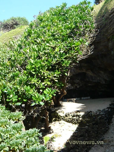 Cây bàng biển (phong ba) cổ thụ