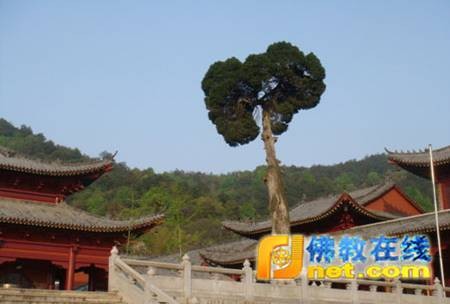 Trung Quốc: Chùa Tứ Tổ - Danh sơn thiên hạ ảnh 17 chua tq18.jpg
