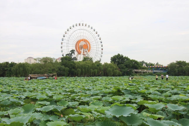 Những đầm sen rộng mênh mang ở gần công viên nước  Hồ Tây