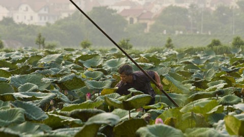 Công việc hái sen đòi hỏi phải có sự khéo léo và nhẹ nhàng d