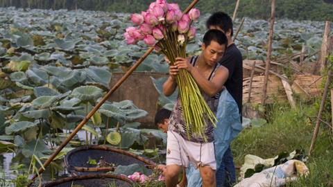 Khi mặt trời đã bắt đầu sắp lên cao thì chiếc thuyền hái sen cũng cập bờ. d