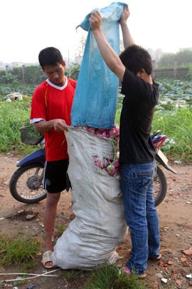 Khi đầm sen được hái hết, anh chàng hái sen cũng chỉ còn biết ngẩn ngơ d