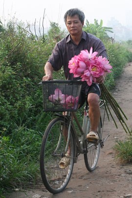 Những bông sen được mang lên và ngay lập tức được mang đi đ