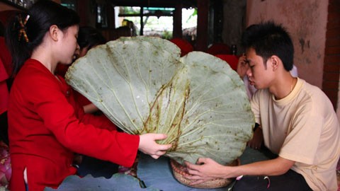 Trung bình khoảng 1400 bông sen thì mới chỉ cho khoảng từ 1 đến 1,4 kg gạo sen tùy theo thời tiết. Mô tả ảnh.
