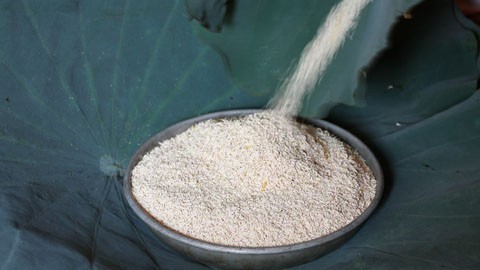 Trung bình khoảng 1400 bông sen thì mới chỉ cho khoảng từ 1 đến 1,4 kg gạo sen tùy theo thời tiết. Mô tả ảnh.