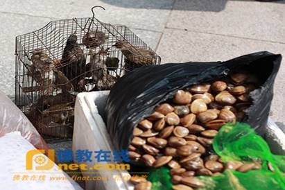 Trung Quốc:Các tự viện tổ chức đại pháp hội nhân ngày thành đạo của Bồ tát Quán Thế Âm ảnh 37 quantheam 35.jpg