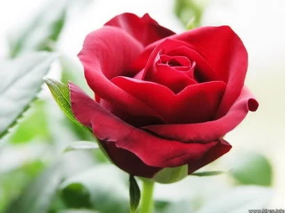 beautiful-red-rose-1_resize.jpg