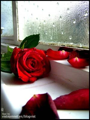 Ảnh minh họa: Twilight_Gal