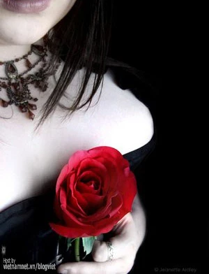 Tặng ai còn được cài hồng đỏ trên áo mùa Vu Lan ảnh 1
