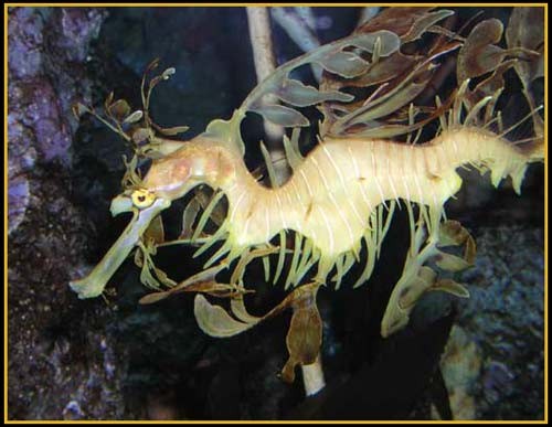 Hình ảnh độc đáo về Cá Rồng ảnh 10