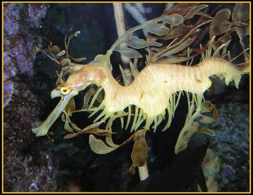 Hình ảnh độc đáo về Cá Rồng ảnh 10