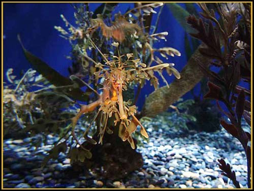 Hình ảnh độc đáo về Cá Rồng ảnh 11