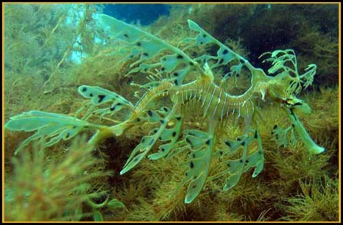 Hình ảnh độc đáo về Cá Rồng ảnh 12