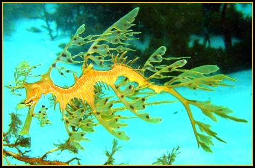 Hình ảnh độc đáo về Cá Rồng ảnh 13