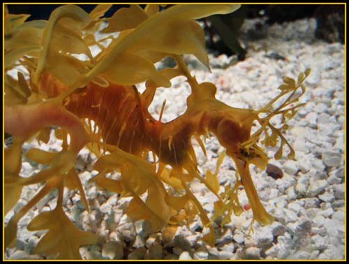 Hình ảnh độc đáo về Cá Rồng ảnh 14