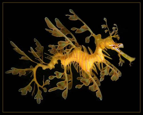 Hình ảnh độc đáo về Cá Rồng ảnh 15