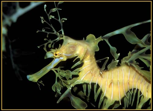 Hình ảnh độc đáo về Cá Rồng ảnh 16