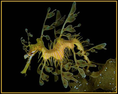 Hình ảnh độc đáo về Cá Rồng ảnh 17