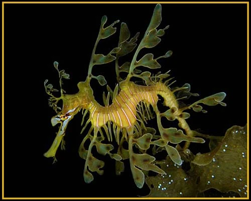 Hình ảnh độc đáo về Cá Rồng ảnh 17