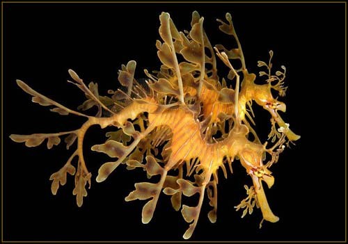 Hình ảnh độc đáo về Cá Rồng ảnh 18