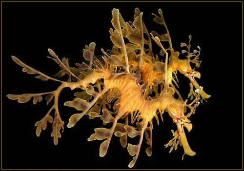 Hình ảnh độc đáo về Cá Rồng ảnh 18