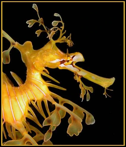 Hình ảnh độc đáo về Cá Rồng ảnh 19