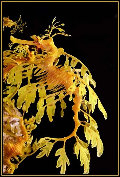 Hình ảnh độc đáo về Cá Rồng ảnh 1