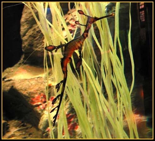 Hình ảnh độc đáo về Cá Rồng ảnh 20