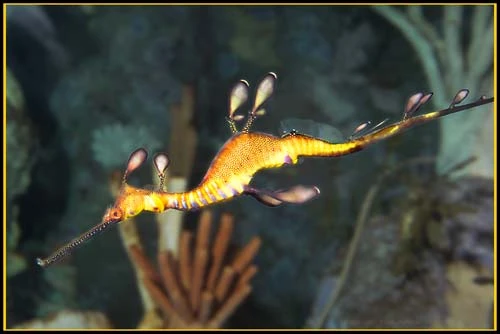 Hình ảnh độc đáo về Cá Rồng ảnh 21