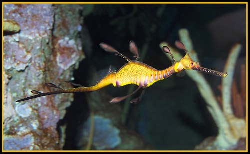 Hình ảnh độc đáo về Cá Rồng ảnh 22