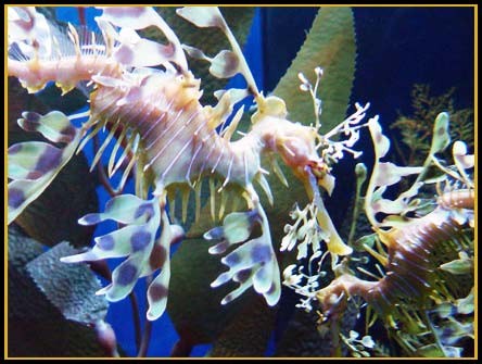 Hình ảnh độc đáo về Cá Rồng ảnh 23