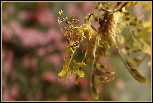 Hình ảnh độc đáo về Cá Rồng ảnh 24