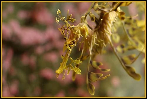 Hình ảnh độc đáo về Cá Rồng ảnh 24