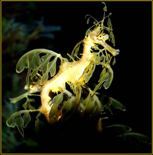 Hình ảnh độc đáo về Cá Rồng ảnh 25