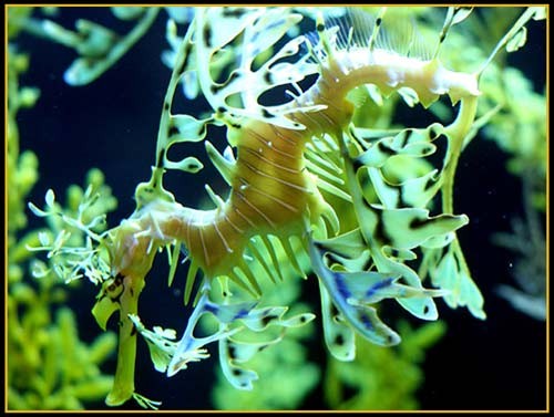 Hình ảnh độc đáo về Cá Rồng ảnh 26