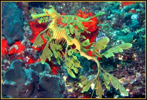 Hình ảnh độc đáo về Cá Rồng ảnh 27