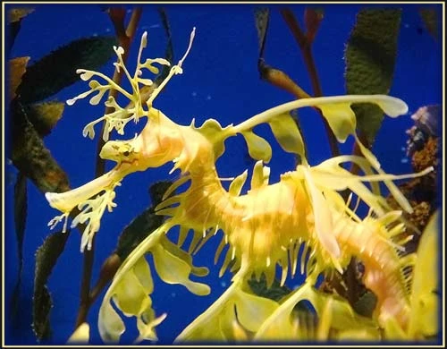 Hình ảnh độc đáo về Cá Rồng ảnh 2