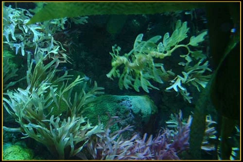 Hình ảnh độc đáo về Cá Rồng ảnh 3