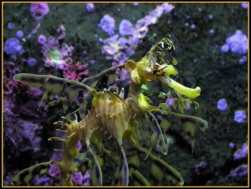 Hình ảnh độc đáo về Cá Rồng ảnh 5