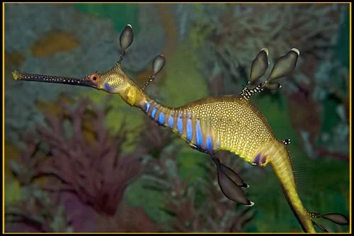 Hình ảnh độc đáo về Cá Rồng ảnh 6