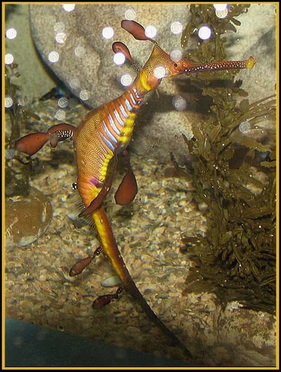 Hình ảnh độc đáo về Cá Rồng ảnh 4